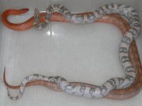 Lavender het Sunkissed X Rosy Bloodred (AW51).jpg
