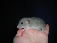 alanrat.JPG