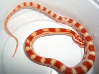 Candy Cane Second Shed 002cr.jpg