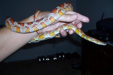 princess 001.JPG