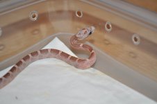 DSC_3026.JPG