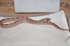 DSC_3025.JPG