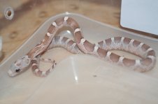 DSC_3031.JPG