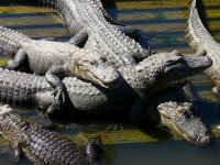 Gatorland 007_800.jpg