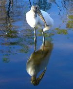 Gatorland 050cr.jpg