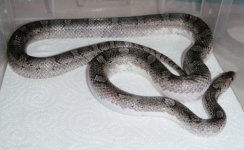 P9150009 Pied Granite.jpg