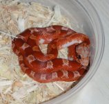 P9130046 Hypo Pied.jpg