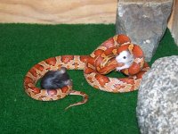Snakes (45) cheescake edit.jpg