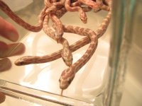 hatchliong 2009_1 (9).jpg