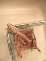 hatchliong 2009_1 (7).jpg
