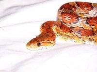 Snakes (36) edit.jpg