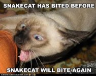 funny-pictures-cat-is-snakelike.jpg