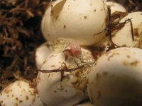 hatchliong 2009_1.jpg
