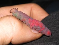 IMG_1226.JPG
