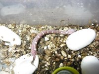 Canon RBY Individual Pics 150209 003.jpg