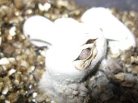 Canon RBY Individual Pics 150209 004.jpg