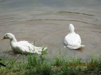 IMG_0830.JPG