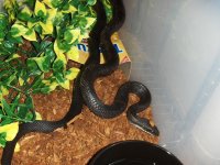 Rat snake 1.JPG