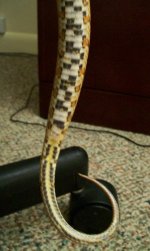 000_0001_00.jpg