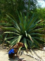 Bella 05_2009 003_800.jpg