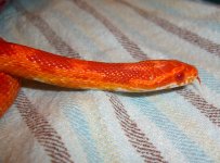 Azaria Arrives 002cr.jpg