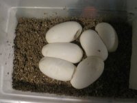 Eggs from mom.jpg