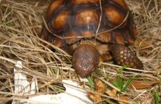 Torts Emerge 2009 007cr.jpg