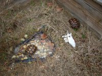 Torts Emerge 2009 005_800.jpg