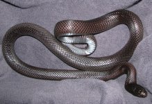 IMG_9320 gesn klein.jpg