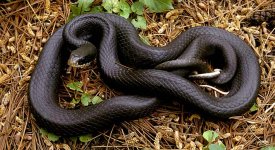 blackracer-full.jpg