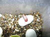 Canon RBY Individual Pics 160209 001.jpg