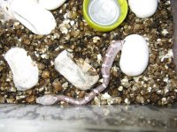 Canon RBY Individual Pics 160209 002.jpg