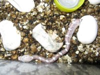 Canon RBY Individual Pics 160209 003.jpg