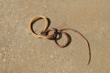 strange snake2009-08-30.JPG