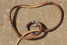 strange snake12009-08-30.JPG