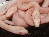 snowstripe-group.jpg