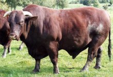 Dea bull.jpg