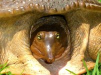 Softshell 006cr.jpg