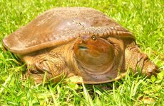 Softshell 009cr.jpg