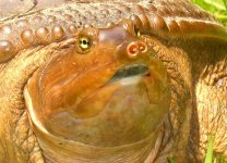 Softshell 008cr.jpg