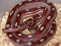 My Cornsnakes 014.jpg
