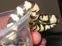 IMG_4787a.jpg