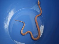 Male Lavmot-1-1.jpg
