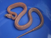 Male lavmot-3-1.jpg