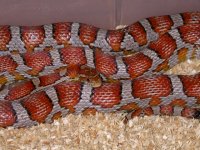 My Cornsnakes 025.jpg