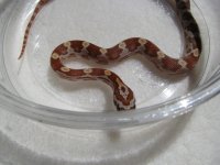 2009-1-5 red (1).jpg