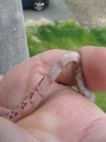 2009-1-5 red (2).jpg