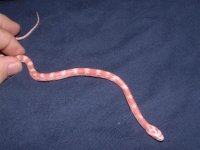 blood reds 006 (Small).jpg