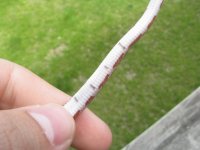 2009-1-5 red (3).jpg