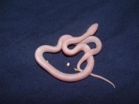 blood reds 010 (Small).jpg